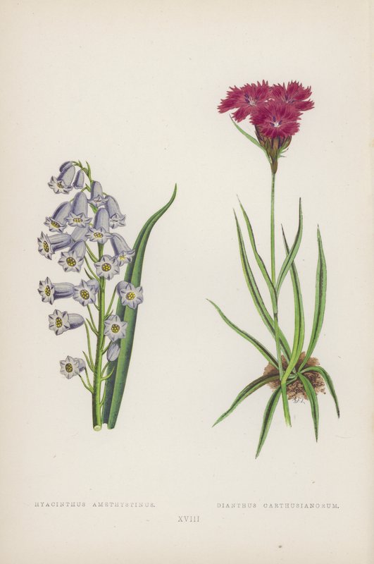 kék ametiszt; karthauzi Diantus (színes litho) alkotó: English School