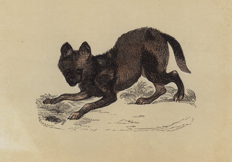 Hyaena Dog (színes litho) alkotó: English School