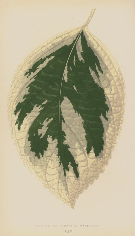 Hortenzia Japonica Variegata alkotó: English School
