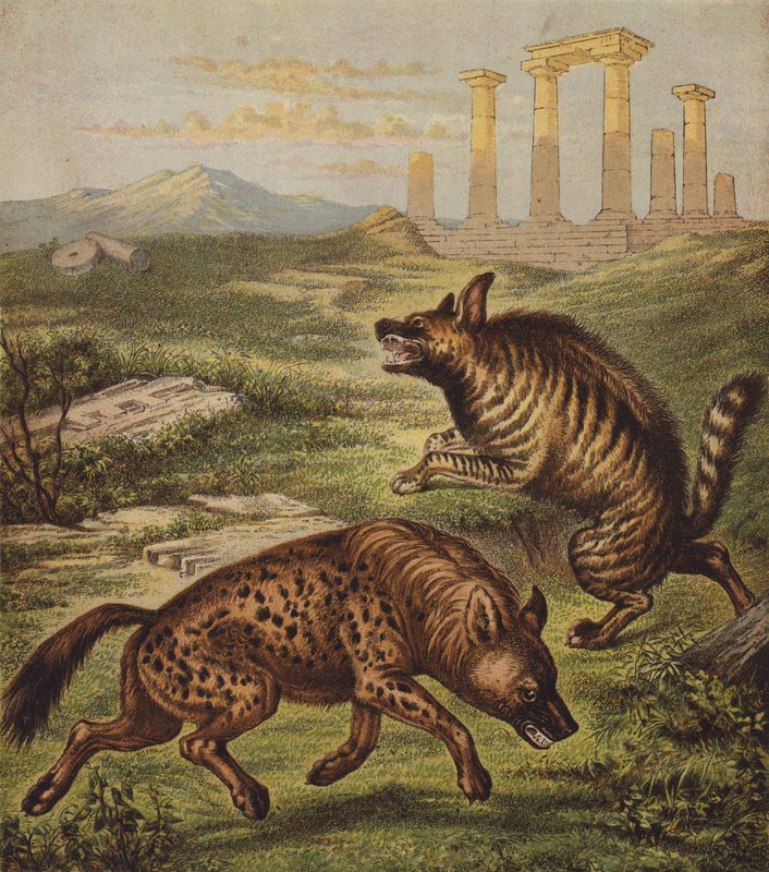 Hyena (színes litográfia) alkotó: English School