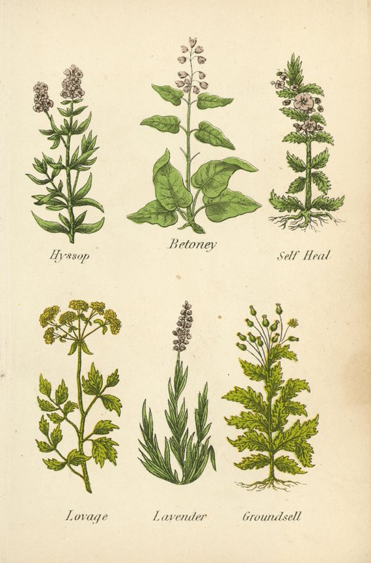 izsóp, Betoney, Self Heal, Lovage, Levendula, Groundsell (színes litográfia) alkotó: English School