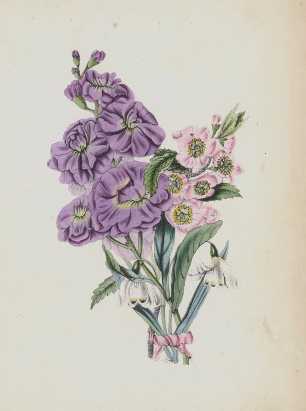 Illusztráció a Moss Rose albumhoz (színes litográfia) alkotó: English School