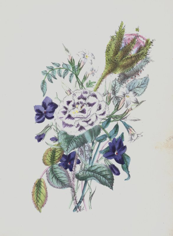 Illusztráció a Moss Rose albumhoz (színes litográfia) alkotó: English School