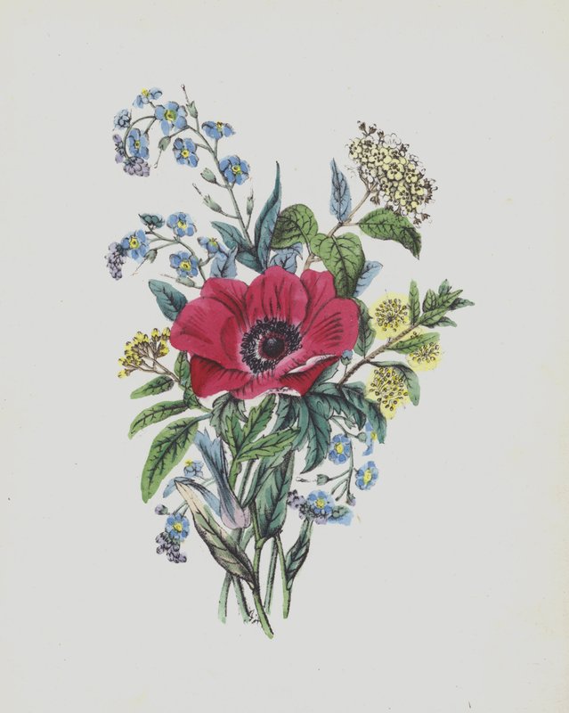 Illusztráció a Moss Rose albumhoz (színes litográfia) alkotó: English School