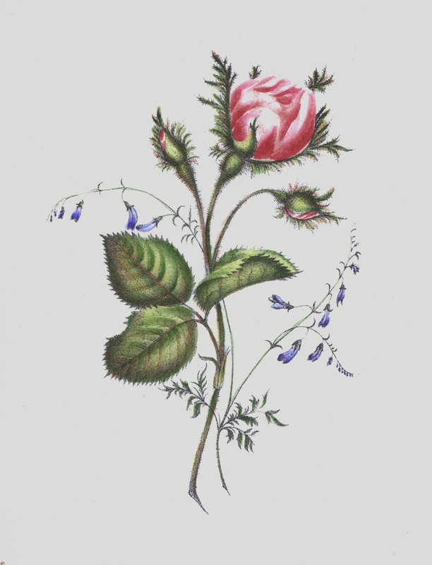 Illusztráció a Moss Rose albumhoz alkotó: English School
