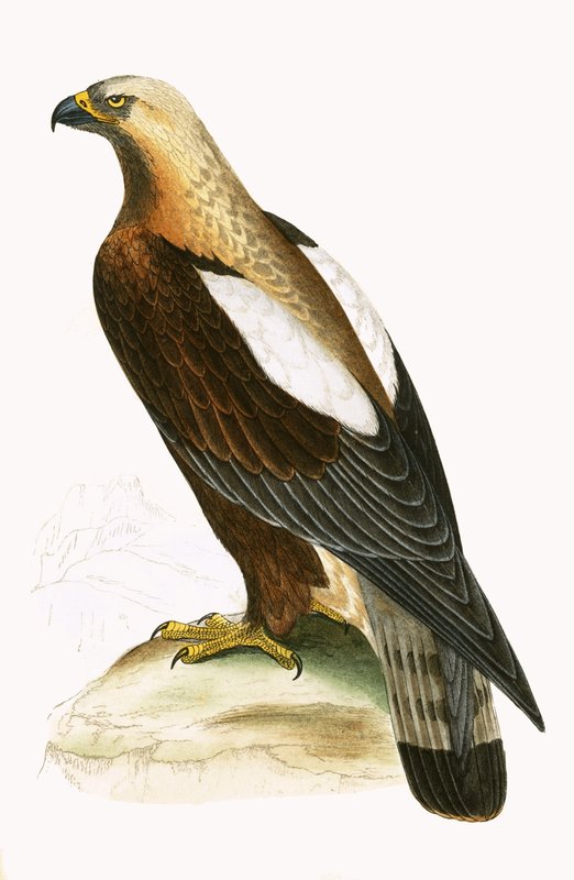 Birodalmi sas, Charles Robert Bree (1811-86) „A History of the Birds of the Birds of Europe Not Observed in the British Isles” (1867-ben megjelent) illusztrációja alkotó: English School