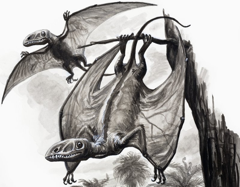 A dinoszauruszok napjaiban: Vadászok a magasból alkotó: English School
