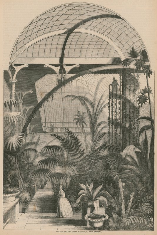 A Great Palmarum belseje, Kew Gardens, London alkotó: English School