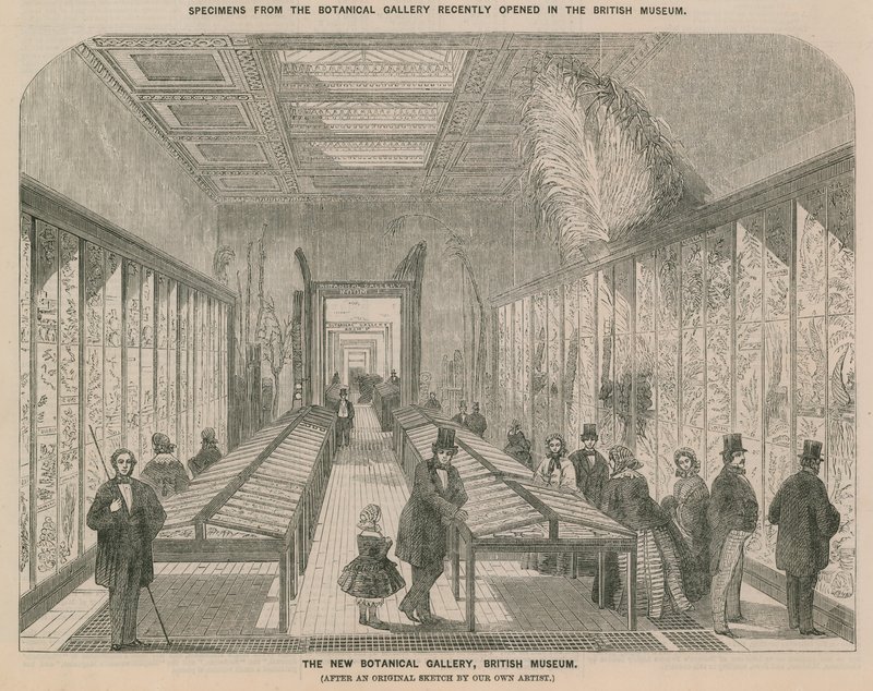 Az új Botanikai Galéria belső képe alkotó: English School