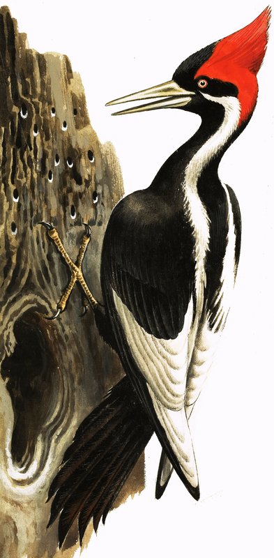 Elefántcsőrű harkály (gouache, papír) alkotó: English School