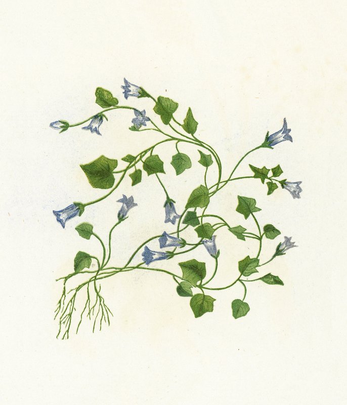 Borostyánlevelű harangvirág, Campanula Hederacea alkotó: English School