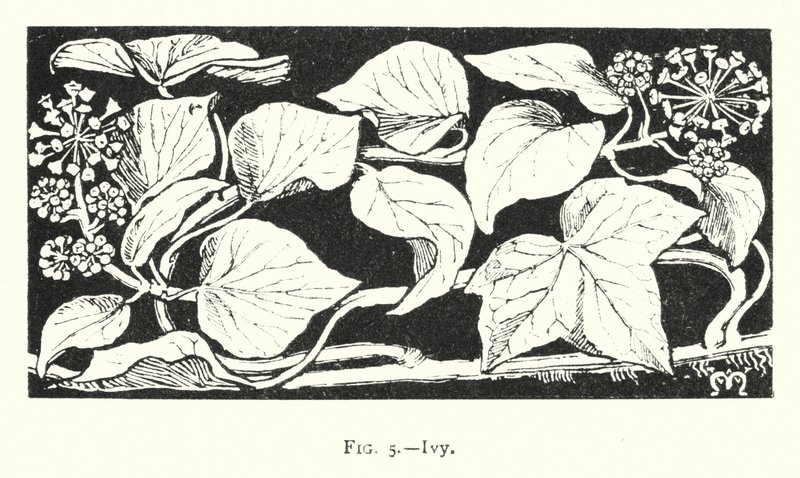 Ivy (metszet) alkotó: English School