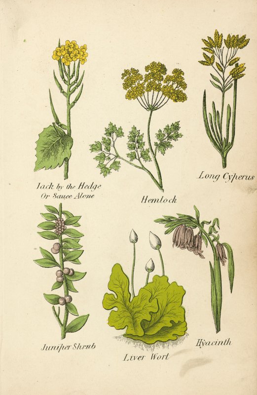 Jack by the Hedge Or Sauce Alone, Hemlock, Long Cyperus, Juniper Shrub, Liver Wort, Hyacinth (színes litográfia) alkotó: English School