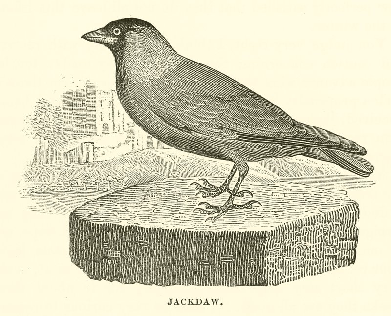 Jackdaw (metszet) alkotó: English School