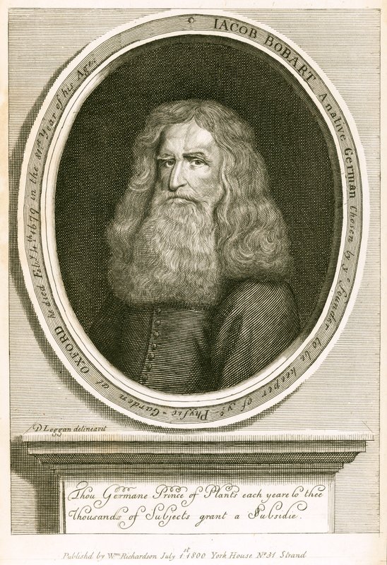 Jacob Bobart alkotó: English School