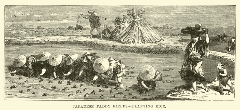 Japán rizsföldek, rizsültetés alkotó: English School