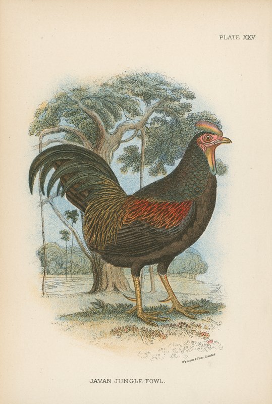 Java Jungle-Fowl alkotó: English School
