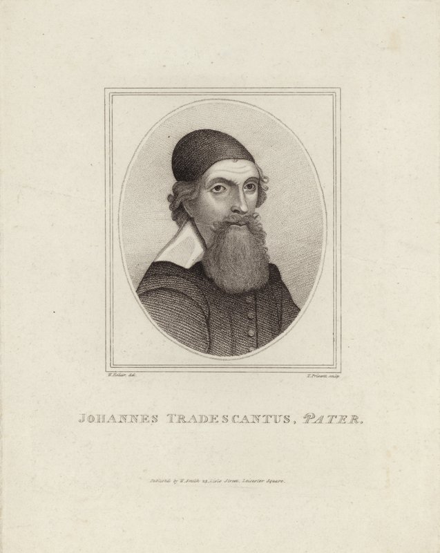 Johannes Tradescantus Pater alkotó: English School