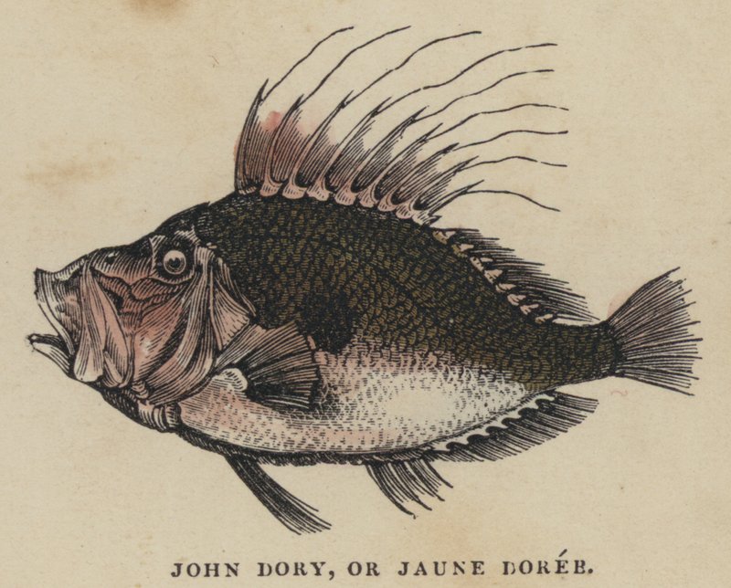 John Dory vagy Jaune Doree (színes metszet) alkotó: English School