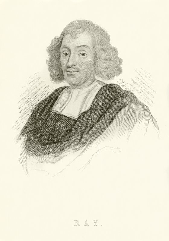 John Ray alkotó: English School