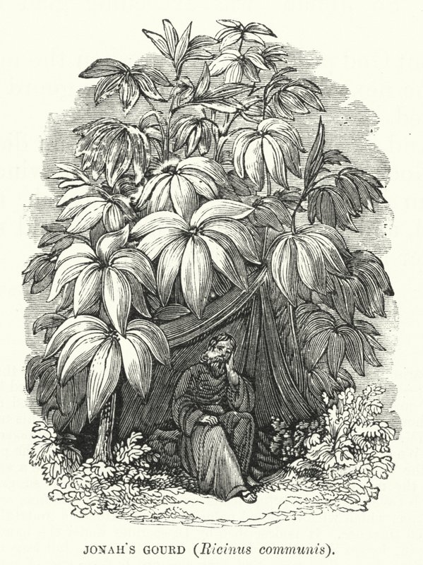 Jónás töke, Ricinus communis (metszet) alkotó: English School
