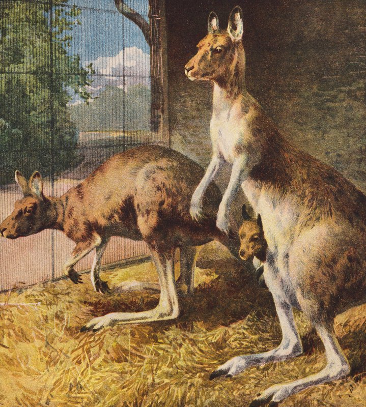 Kenguruk (színes litográfia) alkotó: English School