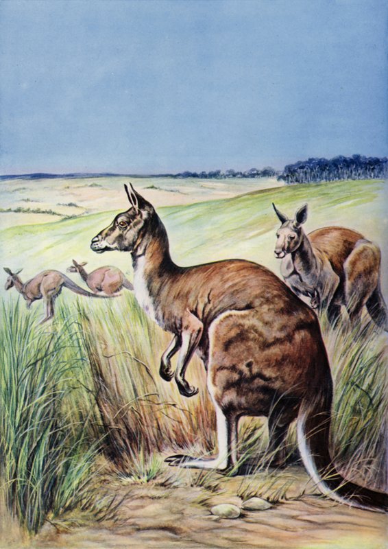 Kenguruk, Ausztrália (színes litho) alkotó: English School