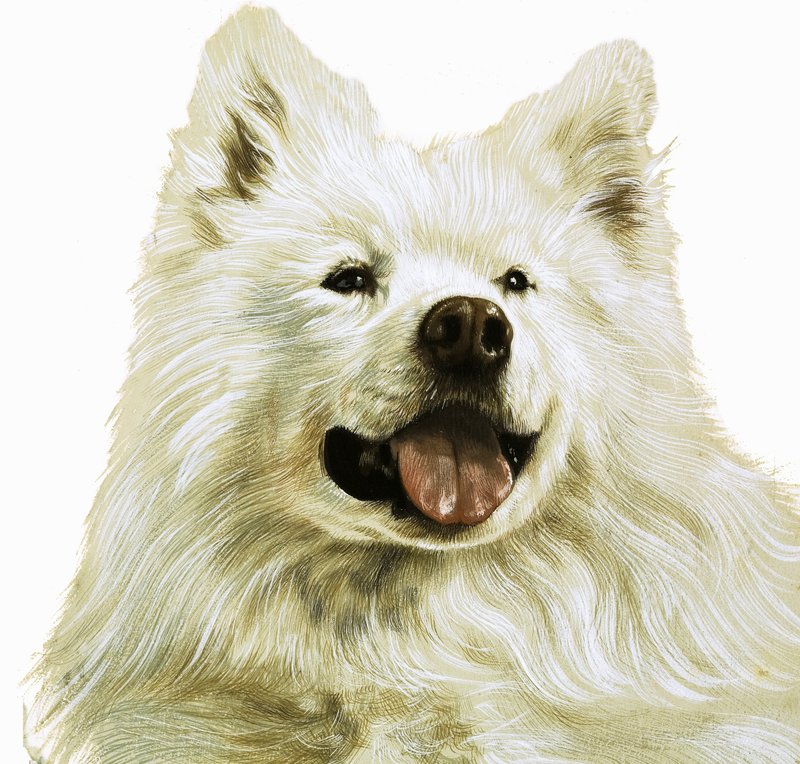 Keeshond alkotó: English School