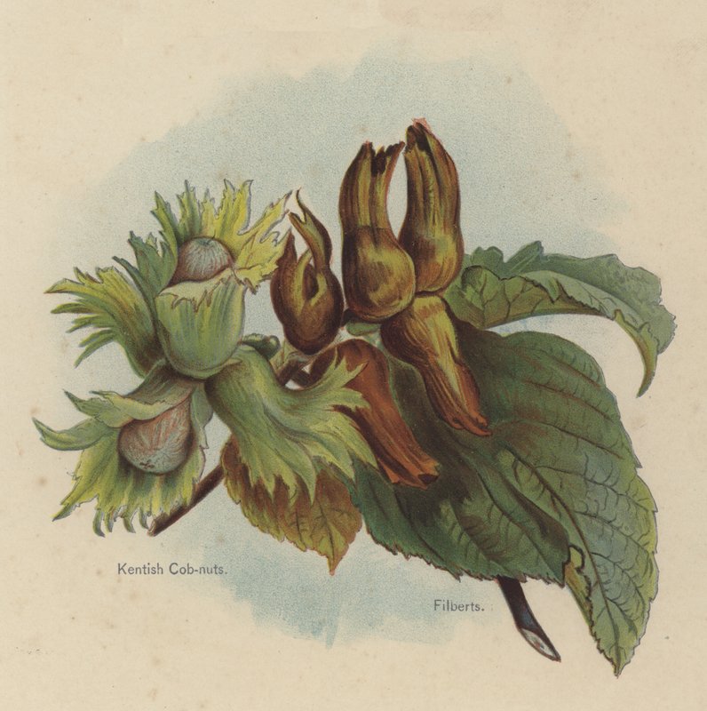 Kentish Cob-nuts, Filberts alkotó: English School