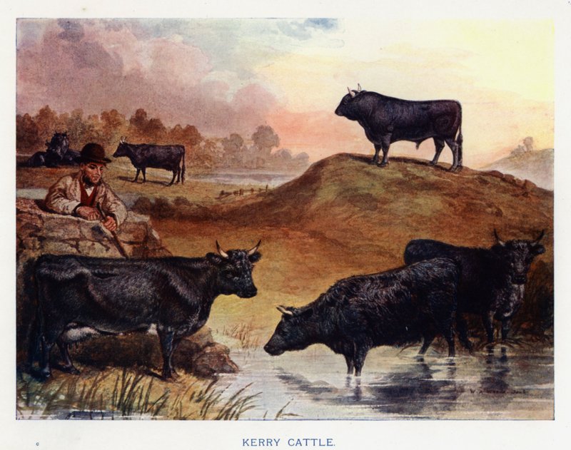 Kerry Cattle (színes litográfia) alkotó: English School