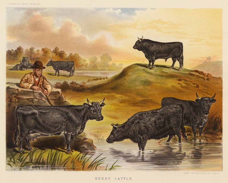 Kerry Cattle (színes litográfia) alkotó: English School