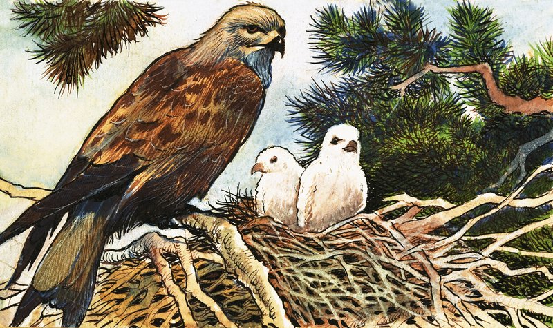 Kestrel és csibék alkotó: English School