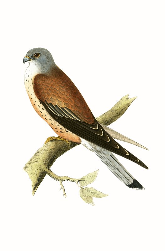 Kestrel, Charles Robert Bree (1811-86) „A History of the Birds of the Birds of Europe Not Observed in the British Isles” (1867-ben megjelent) illusztrációja alkotó: English School