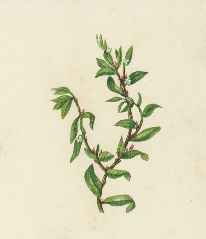 Csomófű, Polygonum Aviculare (színes litográfia) alkotó: English School