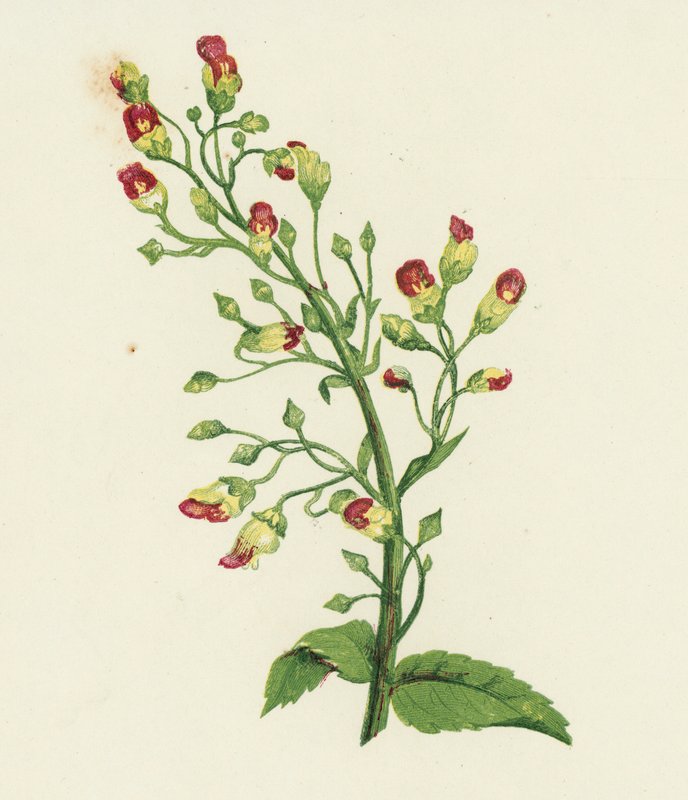 Csomós füge-fűzfű, Scrophularia Nodosa (színes litográfia) alkotó: English School