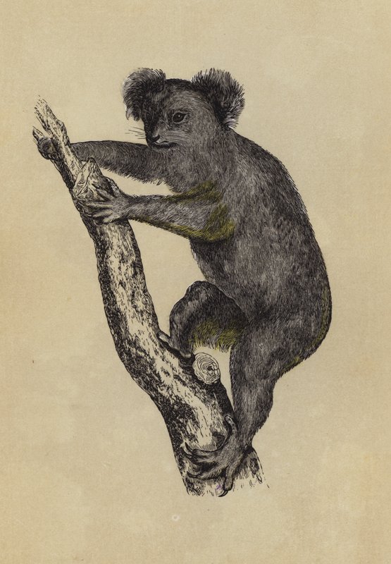 Koala (színes litográfia) alkotó: English School