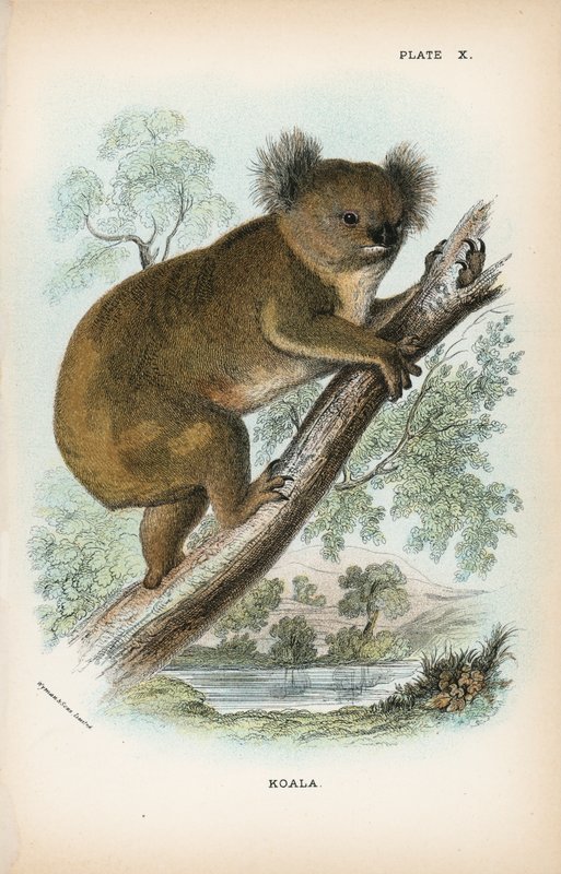 Koala alkotó: English School