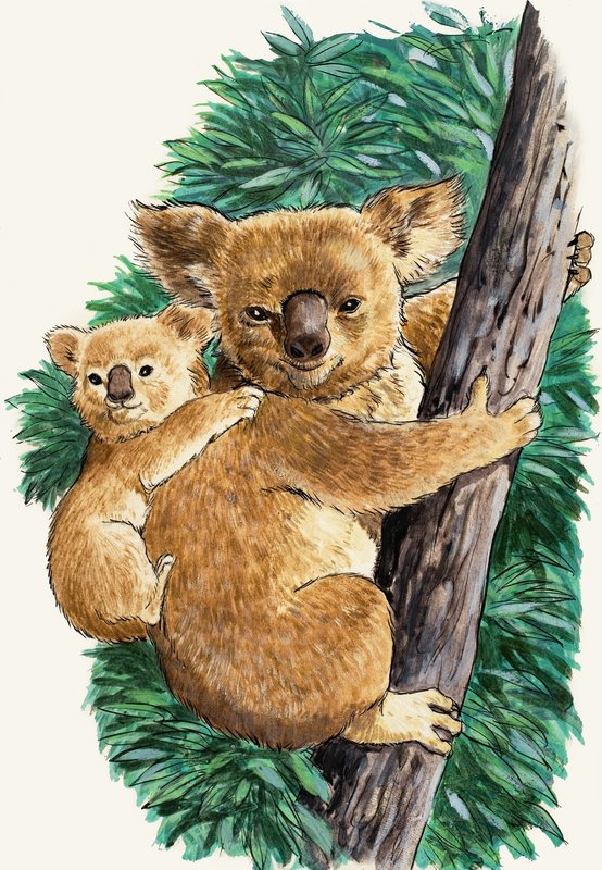 Koala Medve és baba alkotó: English School