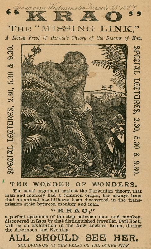 Krao, The Missing Link, kiállítva a londoni Westminster Aquariumban 1887-ben alkotó: English School