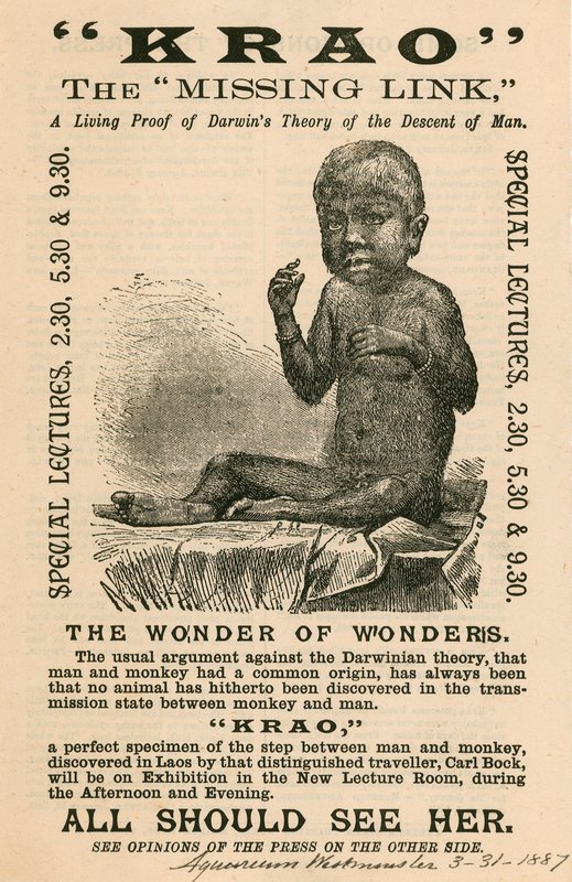 Krao, The Missing Link, kiállítva a londoni Westminster Aquariumban 1887-ben alkotó: English School