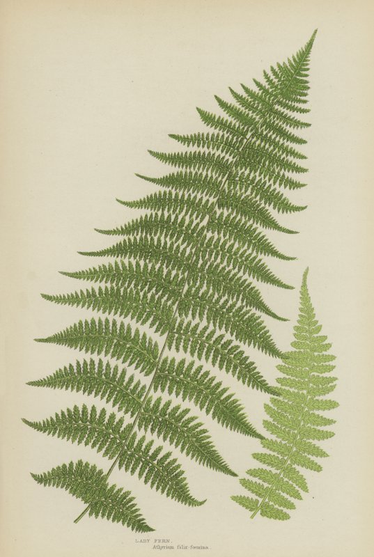 Lady Fern (színes litó) alkotó: English School