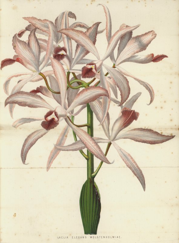 Laelia Elegans Wolstenholmiae alkotó: English School