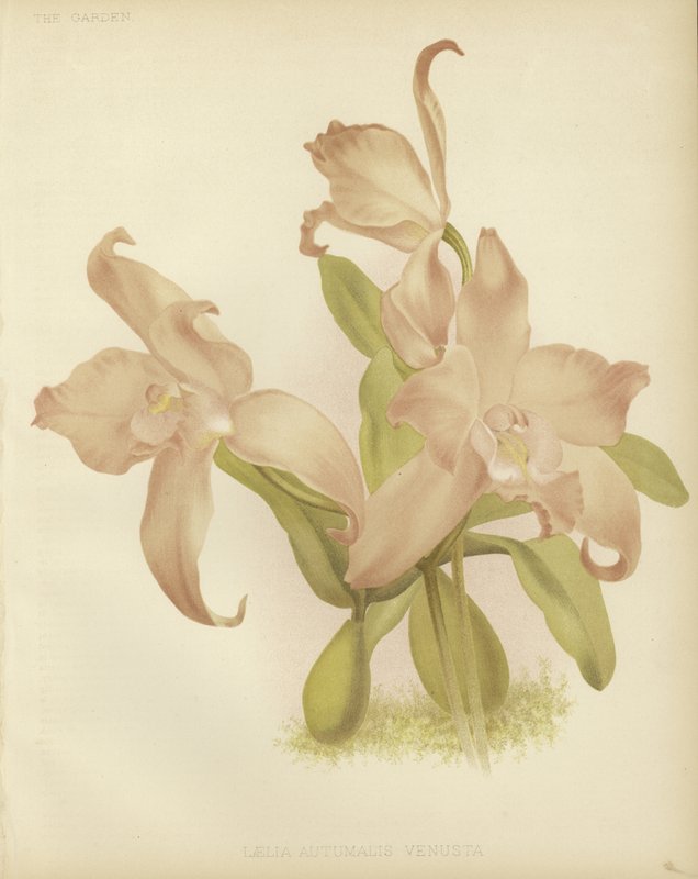Laelia autumnalis alkotó: English School