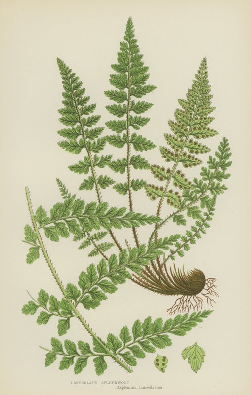 Lanceolate Spleenwort (színes litó) alkotó: English School