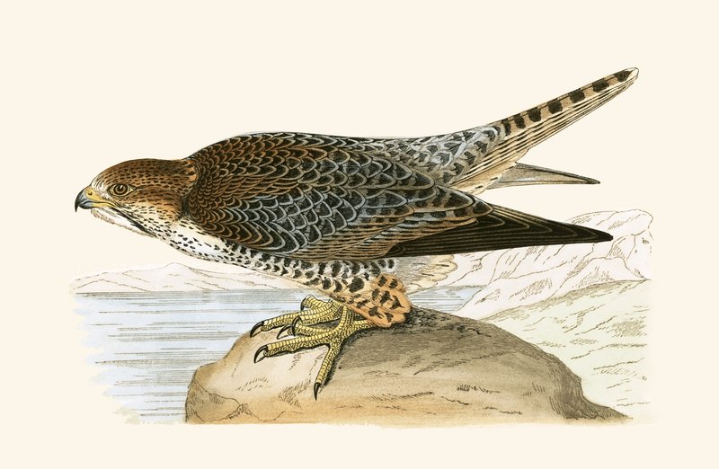 Lanner Falcon, Charles Robert Bree (1811-86) „A History of the Birds of the Birds of Europe Not Observed in the British Isles” (1867-ben megjelent) illusztrációja alkotó: English School