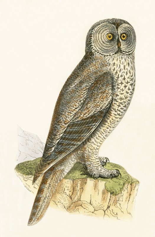 Lapbagoly, Charles Robert Bree (1811-86) 1867-ben megjelent „A Brit-szigeteken nem megfigyelt európai madarak története” című illusztrációja alkotó: English School