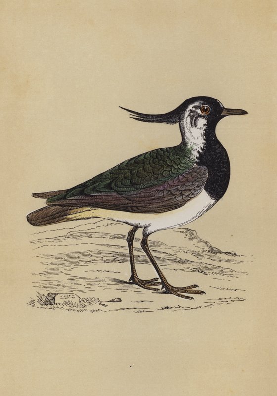 Lapwing (színes tagok) alkotó: English School