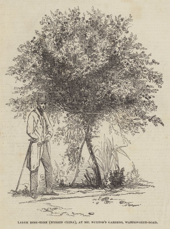 Nagy rózsafa (hibrid Kína), Mr Buxton