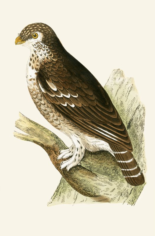Legkisebb európai verébbagoly, illusztráció Charles Robert Bree (1811-86) „A Brit-szigeteken nem megfigyelt európai madarak története” című művéből, 1867. alkotó: English School