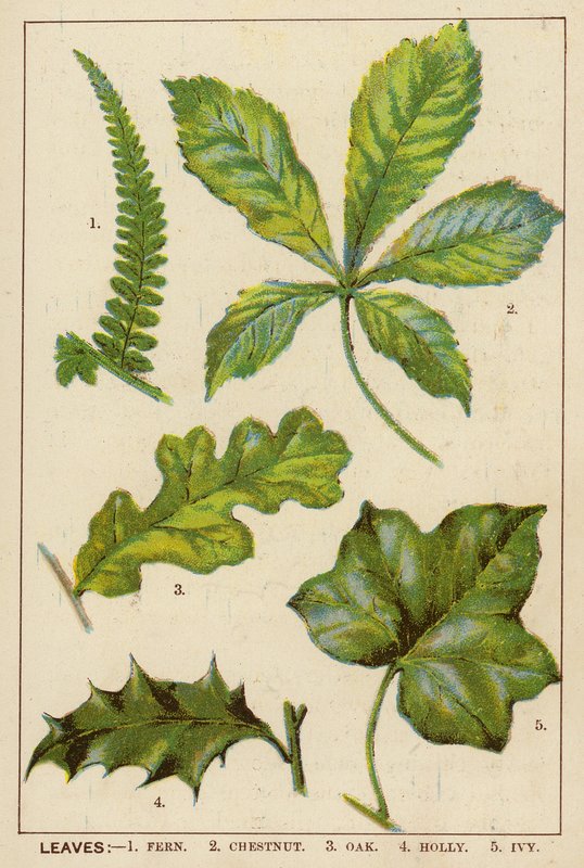 Levelek (színes litográfia) alkotó: English School
